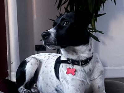 Elvis is a 3 year old Terrier X dog in Dublin