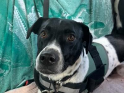 Elvis is a 3 year old Terrier X dog in Dublin