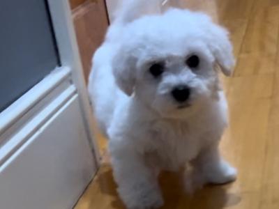 IKC Registered Bichon Frise puppies in Kerry
