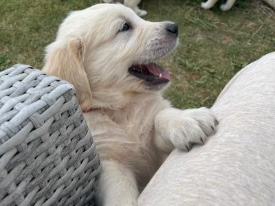 Purebred Golden Retriever puppies in Carlow