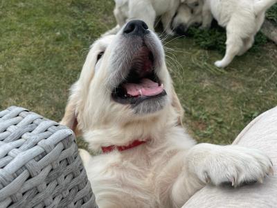 Purebred Golden Retriever puppies in Carlow