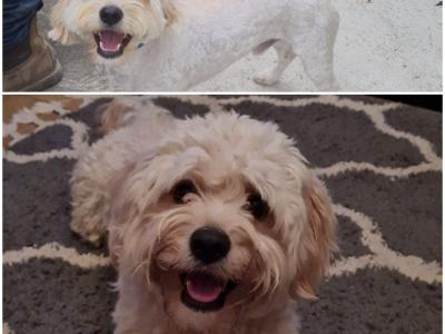 Buddy the Cavachon for stud in Cork