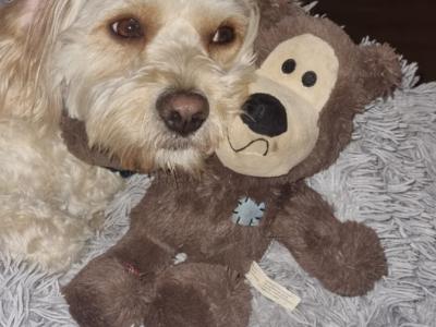 Buddy the Cavachon for stud in Cork