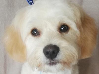 Buddy the Cavachon for stud in Cork