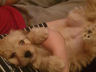 Buddy the Cavachon for stud in Cork