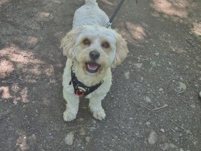 Buddy the Cavachon for stud in Cork