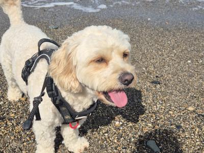 Buddy the Cavachon for stud in Cork