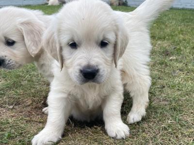Purebred Golden Retriever puppies in Carlow