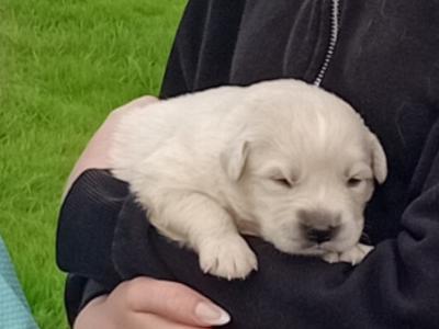 Retriever/rough collie puppies