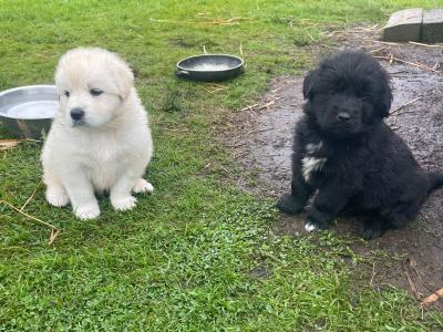 Retriever/rough collie puppies