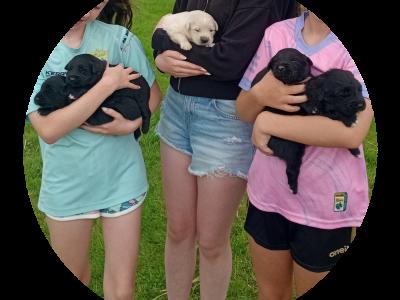 Retriever/rough collie puppies