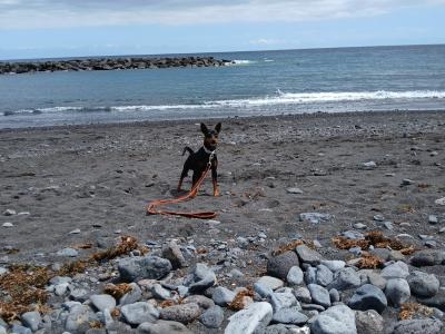 IKC Registered Adult male Miniature Pinscher in Dublin