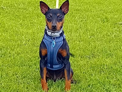 IKC Registered Adult male Miniature Pinscher in Dublin
