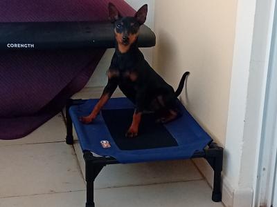 IKC Registered Adult male Miniature Pinscher in Dublin