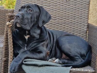 FCI female Cane Corso puppy  - Pedigree/Purebred