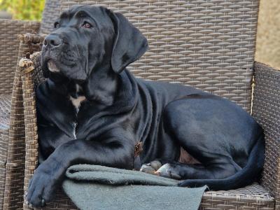 FCI female Cane Corso  - Pedigree/Purebred