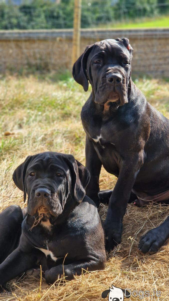 Female Neo Mastiff Old World Working Neo Mastiff FCI Female Cane