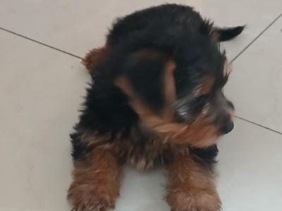 Miniature Yorkshire Terrier puppies in Tipperary