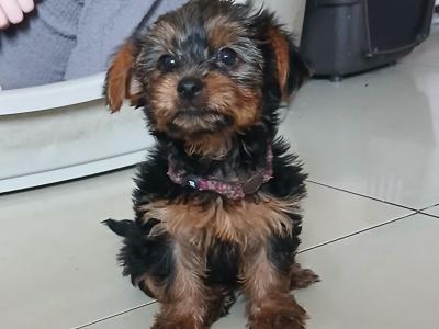 Miniature Yorkshire Terrier puppies in Tipperary