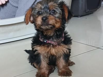*ONE MALE REMAINING" Miniature Yorkshire Terrier puppies in Tipperary.