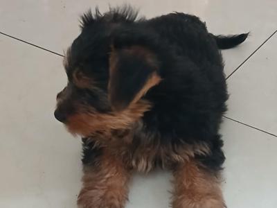 Miniature Yorkshire Terrier puppies in Tipperary