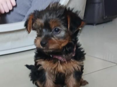 Miniature Yorkshire Terrier puppies in Tipperary