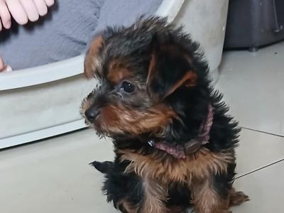 Miniature Yorkshire Terrier puppies in Tipperary