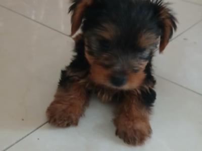Miniature Yorkshire Terrier puppies in Tipperary