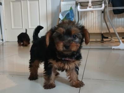 Miniature Yorkshire Terrier puppies in Tipperary