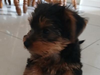 Miniature Yorkshire Terrier puppies in Tipperary