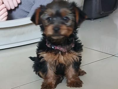 Miniature Yorkshire Terrier puppies in Tipperary