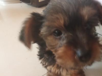 Miniature Yorkshire Terrier puppies in Tipperary