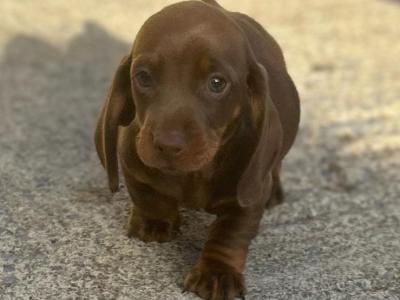 Two miniature male Dachshund puppies in Limerick