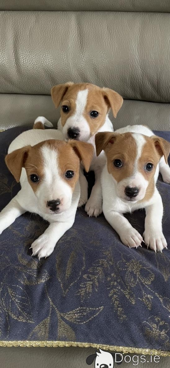 Miniature Jack Jack Russell Puppies For Sale In My Area Long Sale