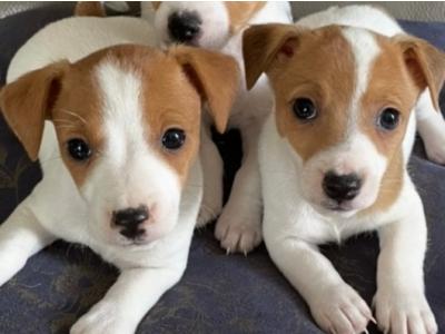 Genuine miniature Jack Russell puppies in Wexford