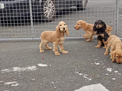 Cocker Spaniel puppies in Kilkenny