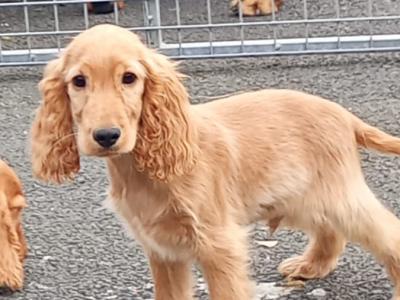 Cocker Spaniel puppies in Kilkenny