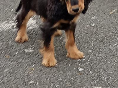 Cocker Spaniel puppies in Kilkenny