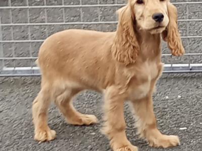 Cocker Spaniel puppies in Kilkenny