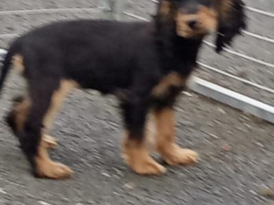 Cocker Spaniel puppies in Kilkenny