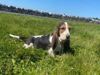 Basset Hound puppies
