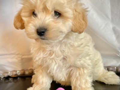 Beautiful Non Shed Cavapoo puppies