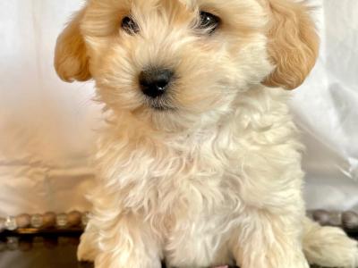 Beautiful Non Shed Cavapoo puppies