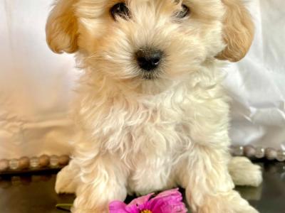Beautiful Non Shed Cavapoo puppies