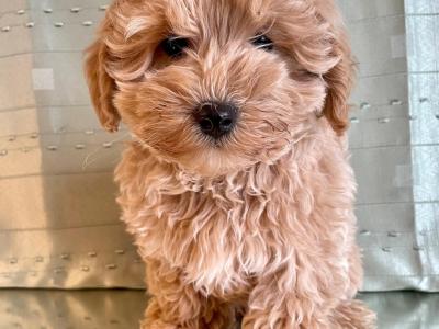 Beautiful Non Shed Cavapoo puppies