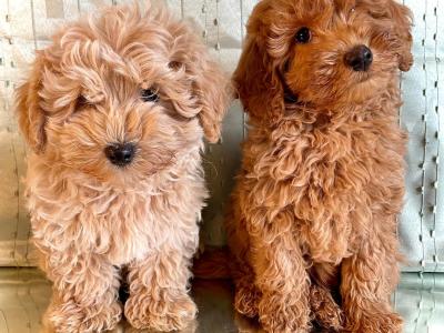 Beautiful Non Shed Cavapoo puppies