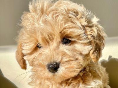 Beautiful Non Shed Cavapoo puppies