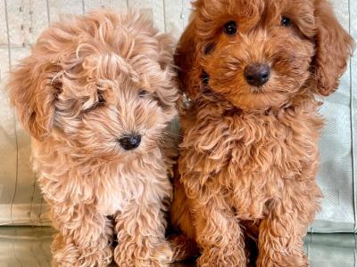 Beautiful Non Shed Cavapoo puppies