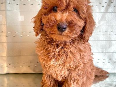 Beautiful Non Shed Cavapoo puppies