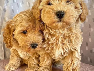 Beautiful Non Shed Cavapoo puppies